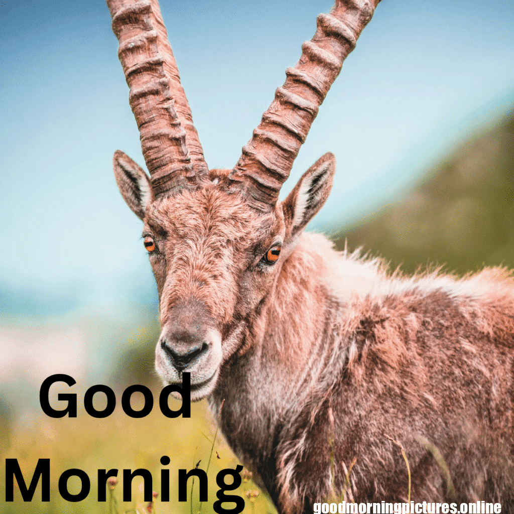 Beautiful Animals Good Morning Images in 2025 25 Good Morning 20251009 215516 0004