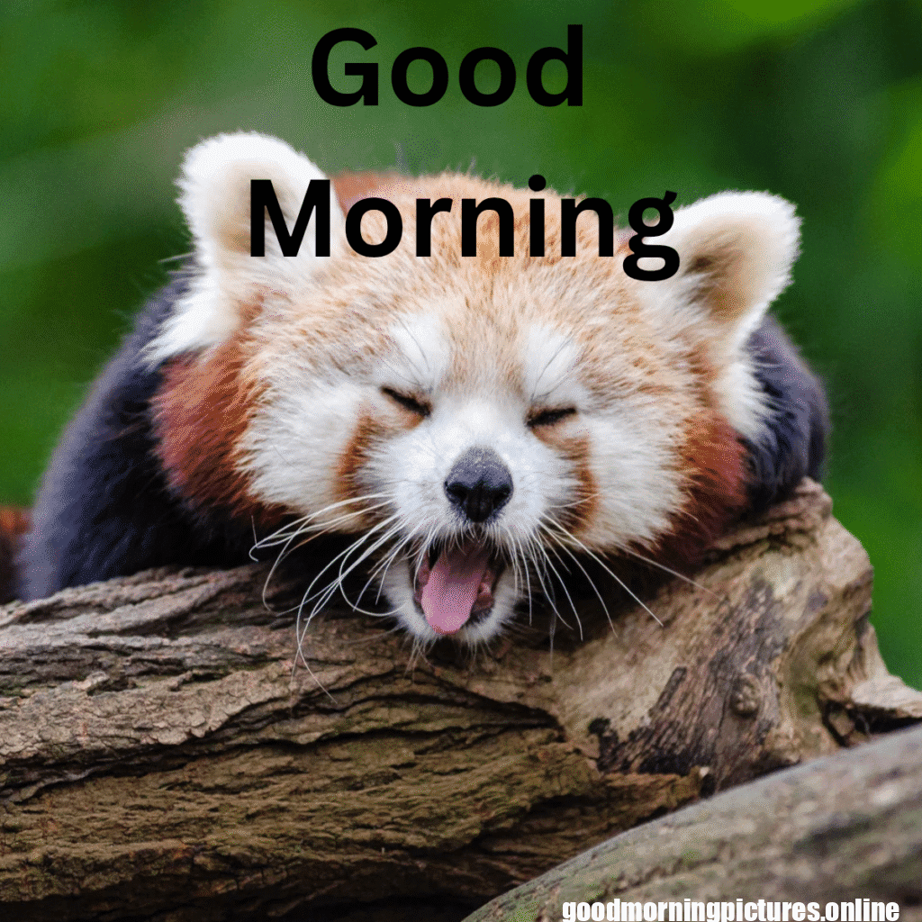 Beautiful Animals Good Morning Images in 2025 26 Good Morning 20251009 215516 0006