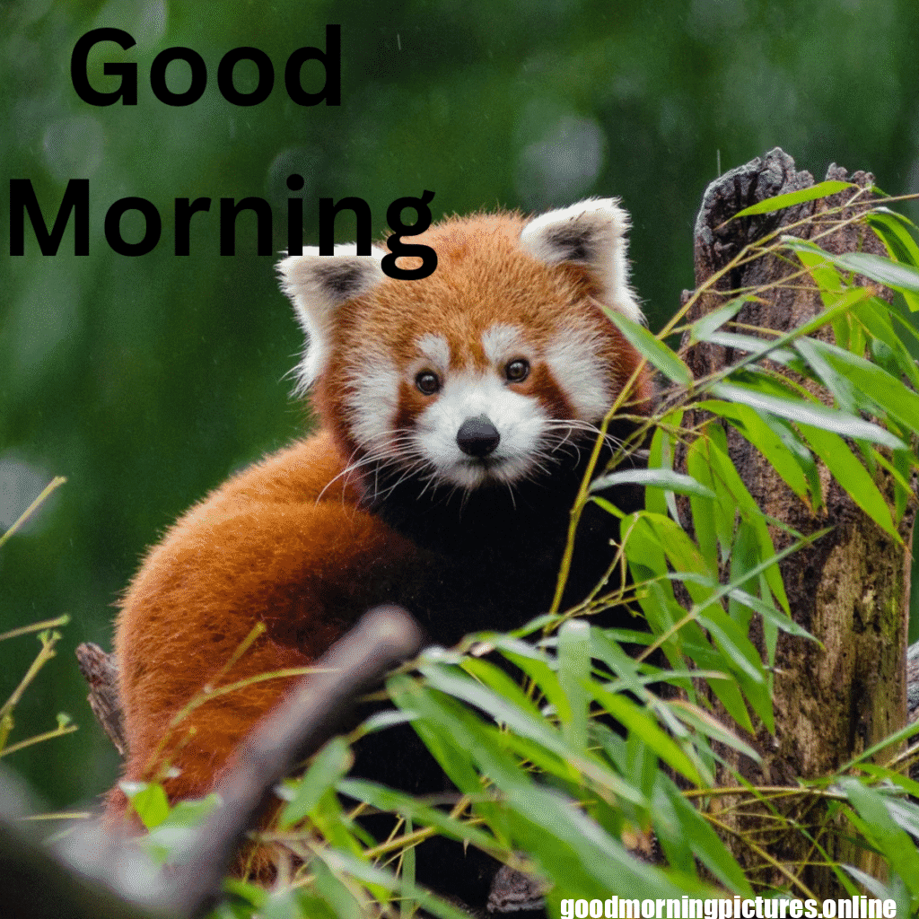 Beautiful Animals Good Morning Images in 2025 28 Good Morning 20251009 215516 0008