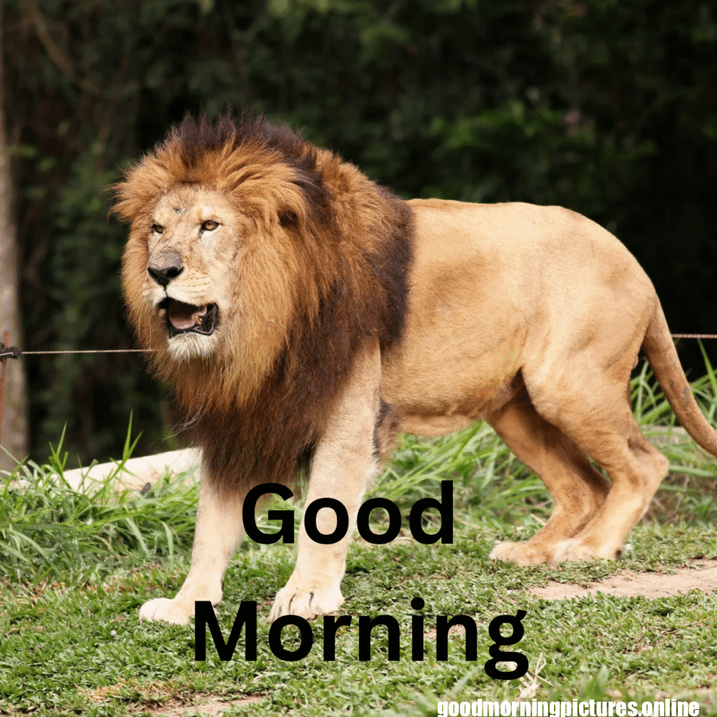 Beautiful Animals Good Morning Images in 2025 30 Cute Animal Good Morning