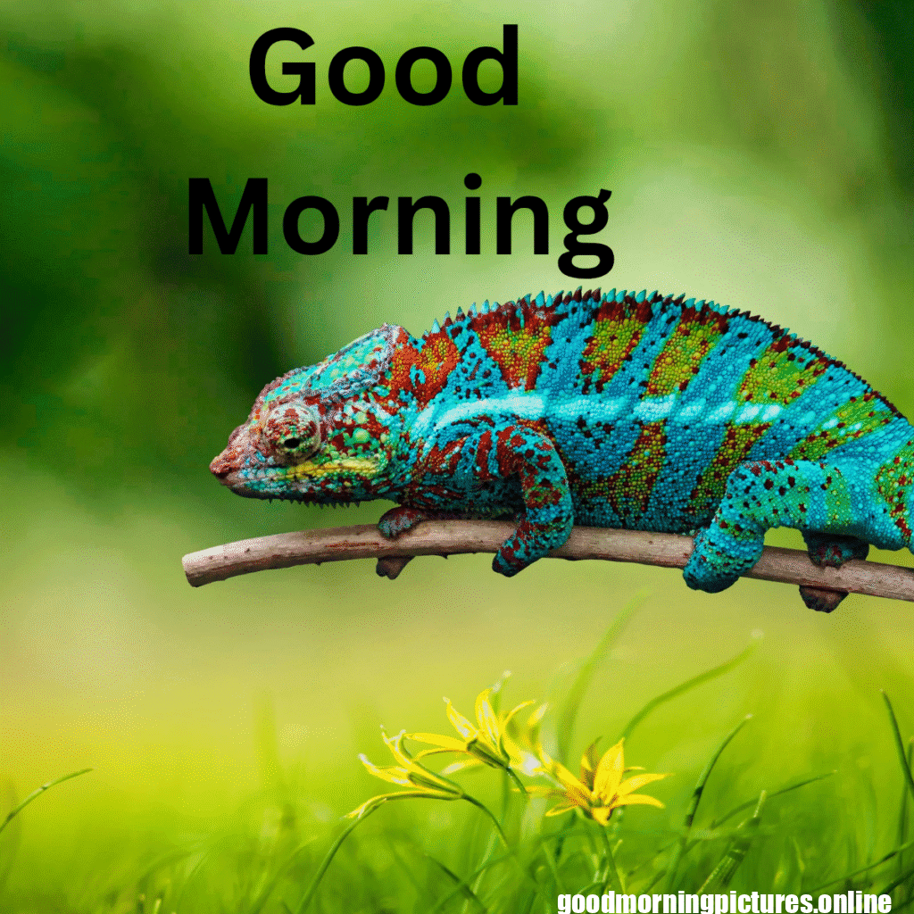 Beautiful Animals Good Morning Images in 2025 31 Cute Animal Good Morning