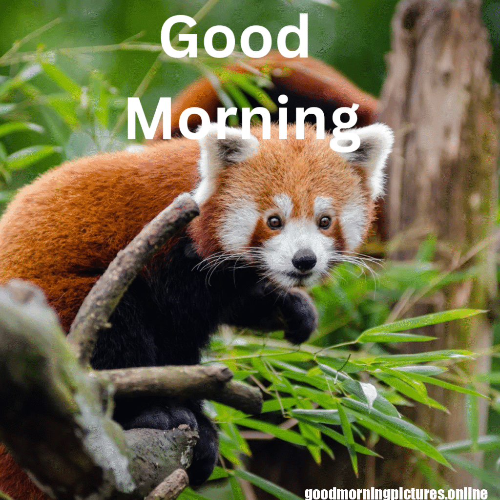 Beautiful Animals Good Morning Images in 2025 3 Cute Animal Good Morning Pictures