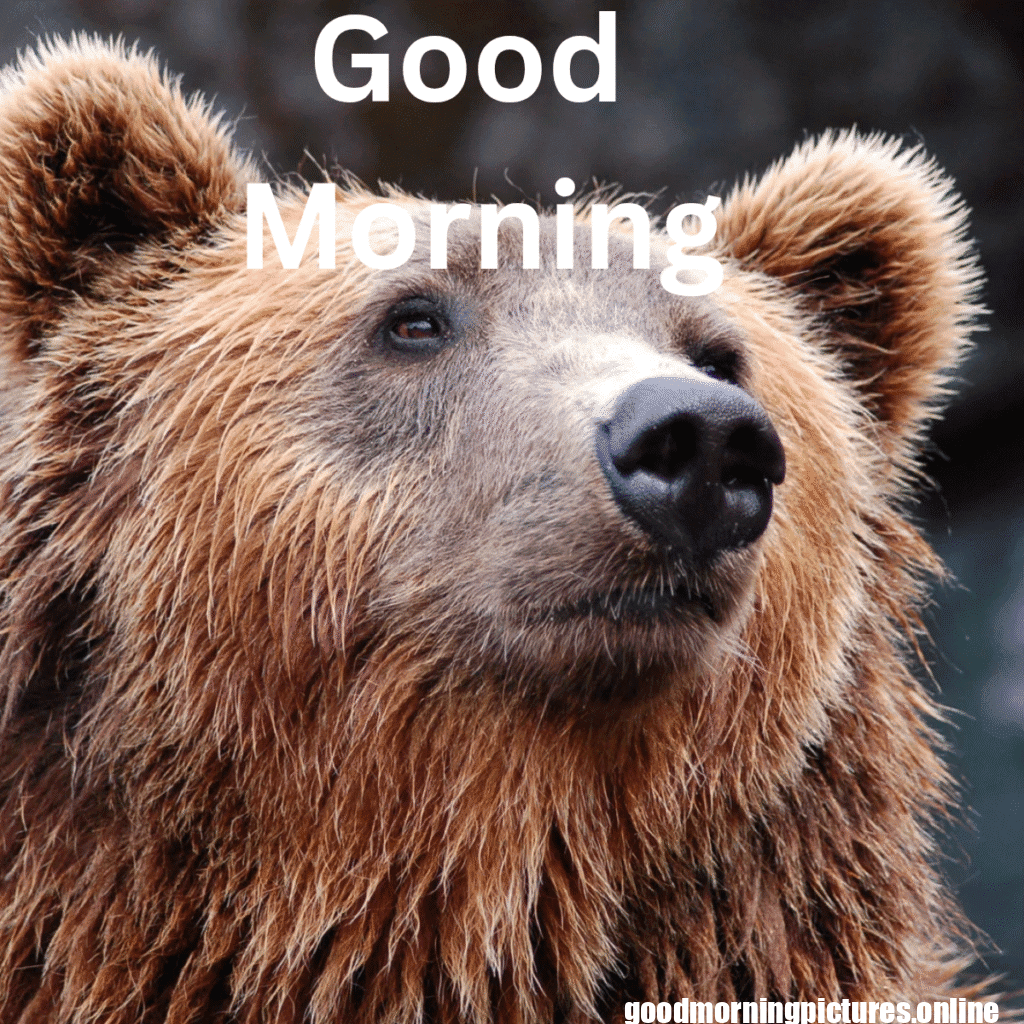 Beautiful Animals Good Morning Images in 2025 7 Cute Animal Good Morning Pictures