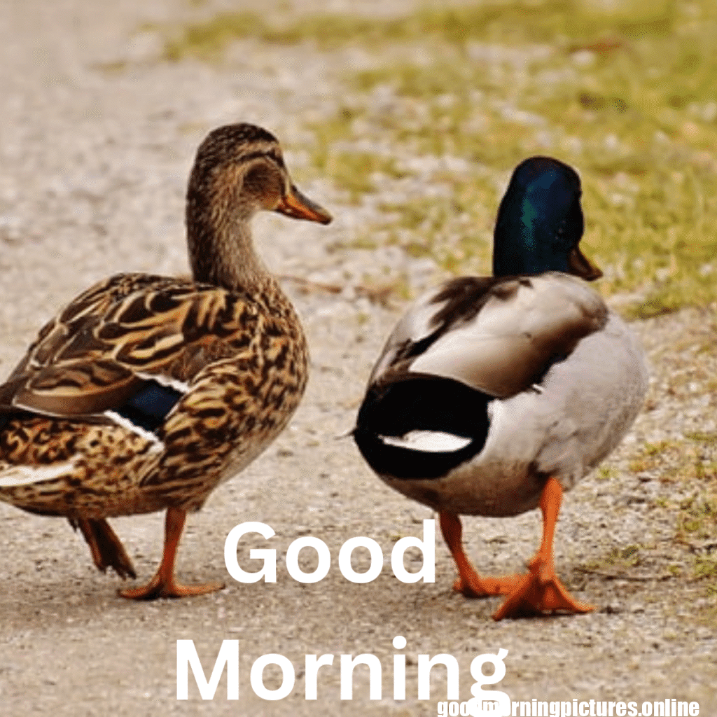 Beautiful Animals Good Morning Images in 2025 14 Cute Animal Good Morning Pictures