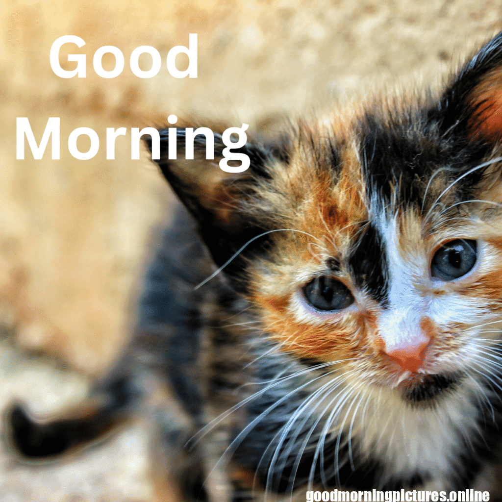 Beautiful Animals Good Morning Images in 2025 15 Cute Animal Good Morning Pictures