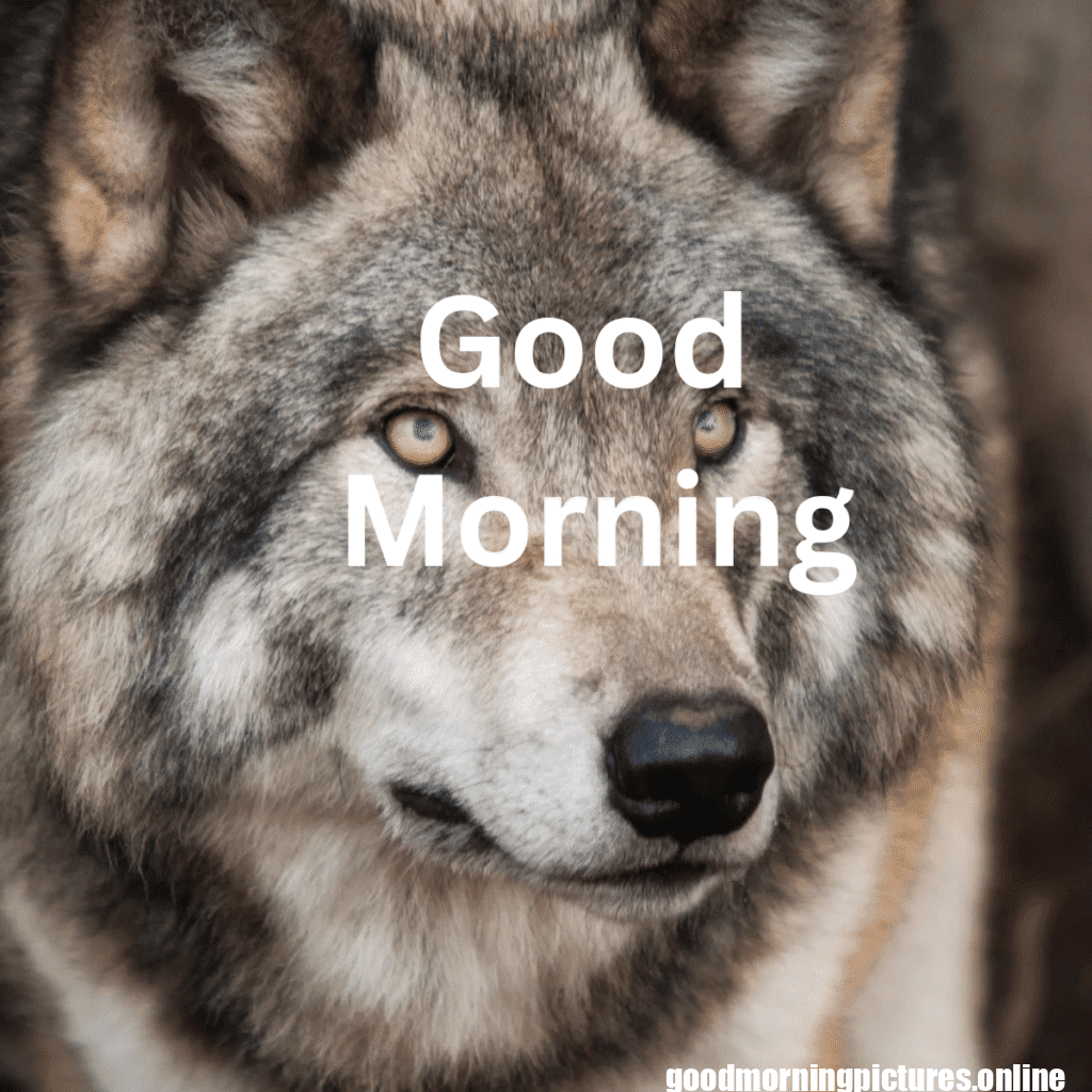 Beautiful Animals Good Morning Images in 2025 16 Wild Animal Good Morning Images