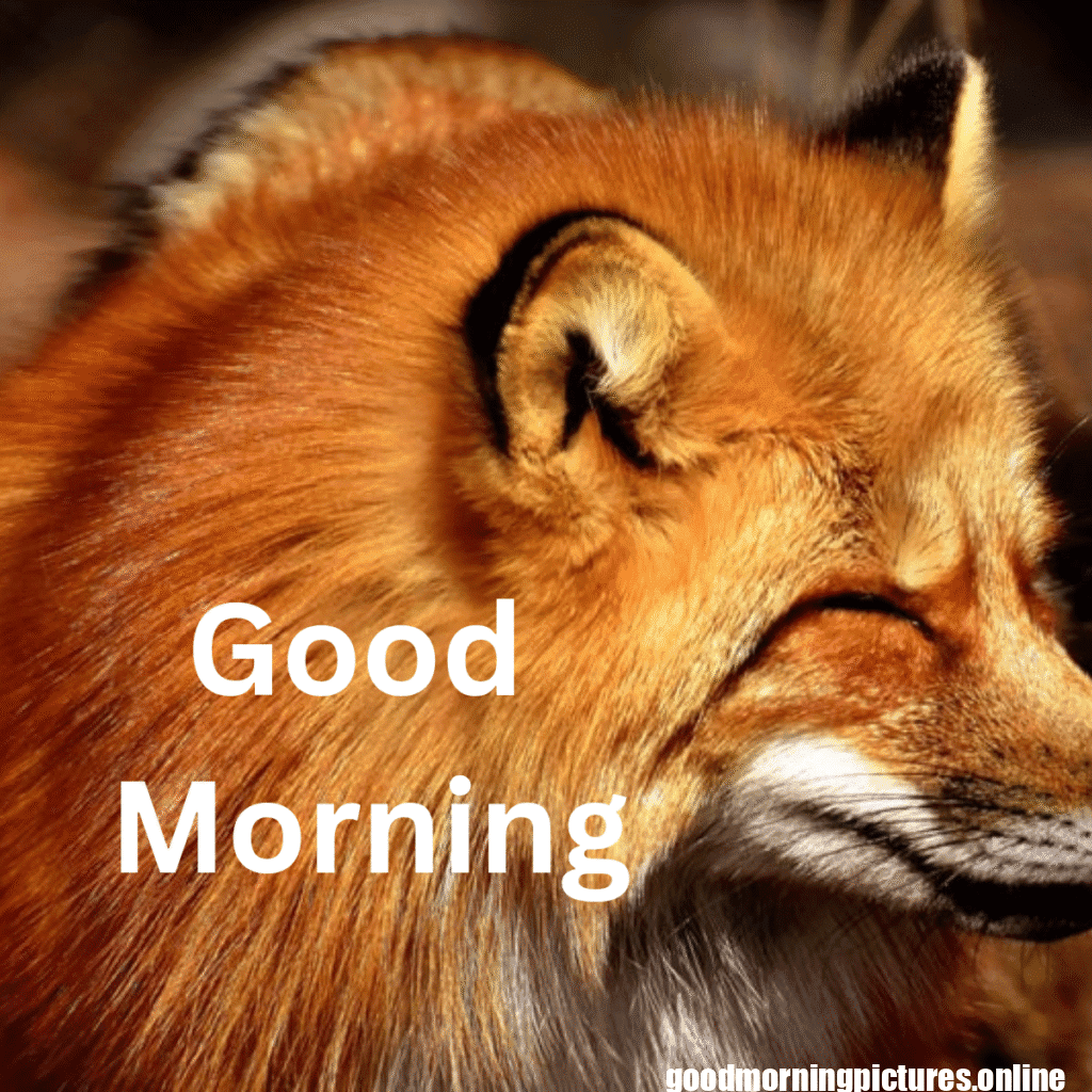 Beautiful Animals Good Morning Images in 2025 19 Wild Animal Good Morning Images