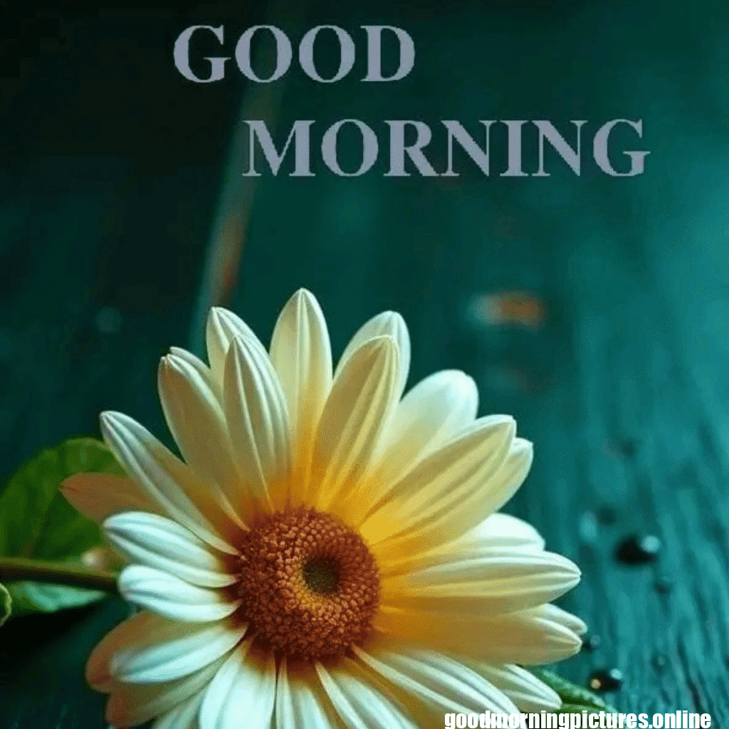 30+ Good morning 4k hd images 32 good morning wishes images