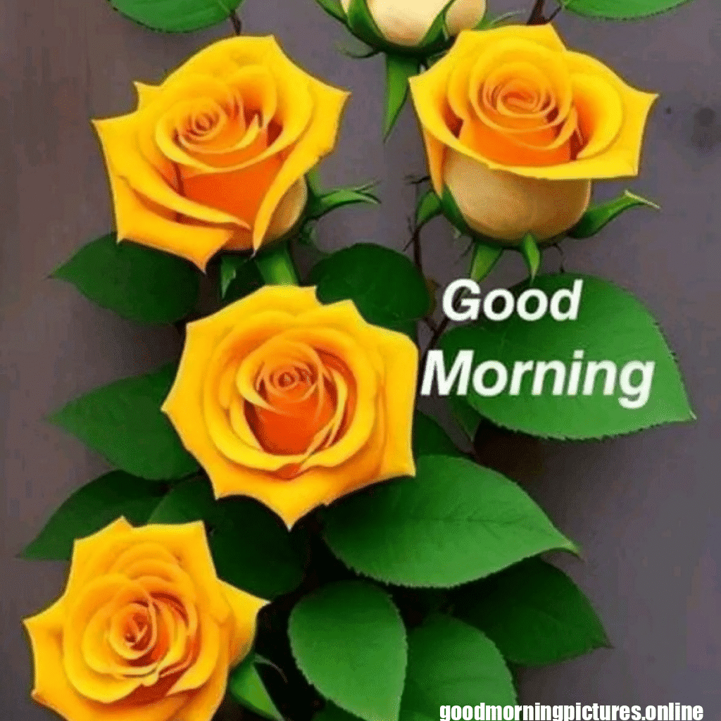 30+ Good morning 4k hd images 2 good morning images