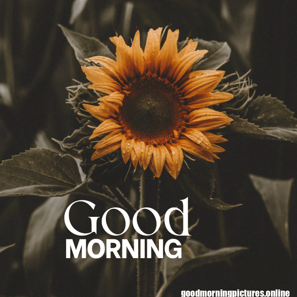 30+ Sunflower Good Morning Images for flower lover in 2025 7 Fresh Sunflower Good Morning Photos