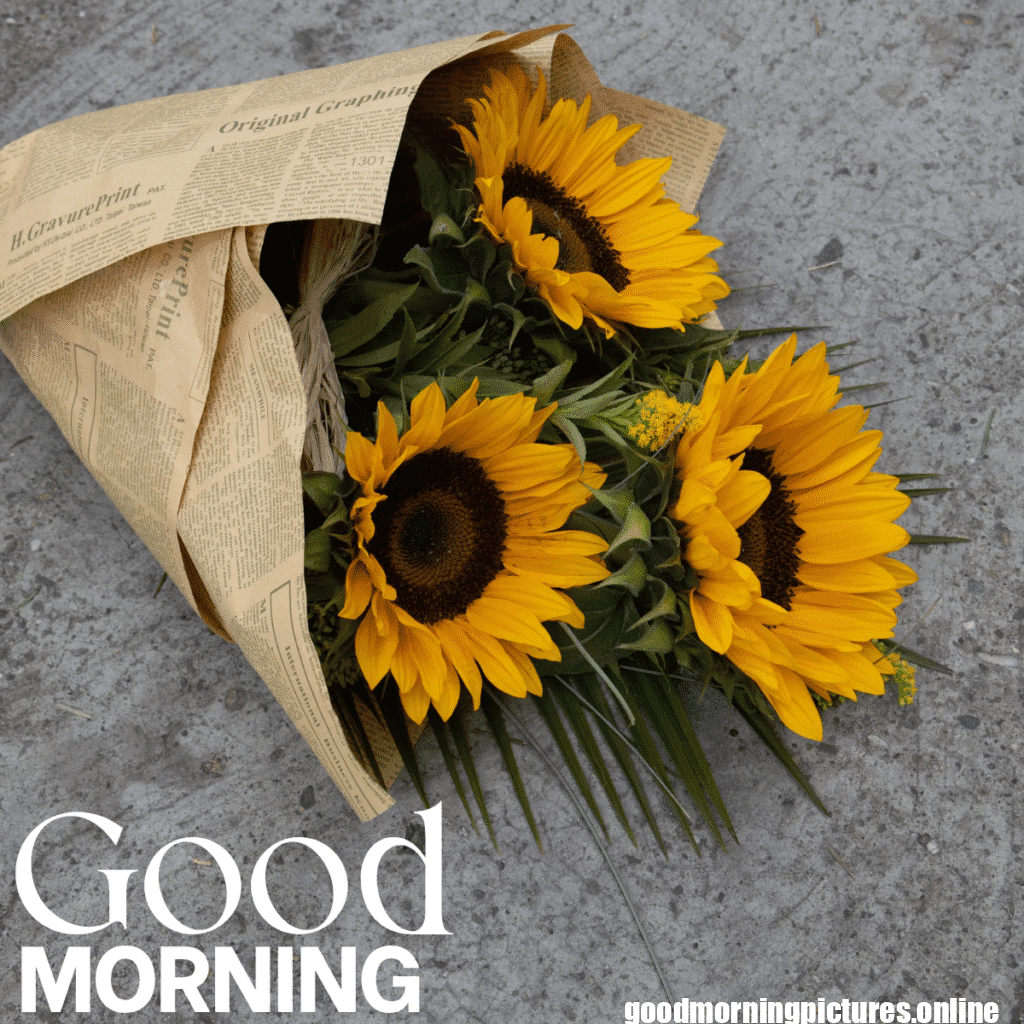 30+ Sunflower Good Morning Images for flower lover in 2025 8 Fresh Sunflower Good Morning Photos
