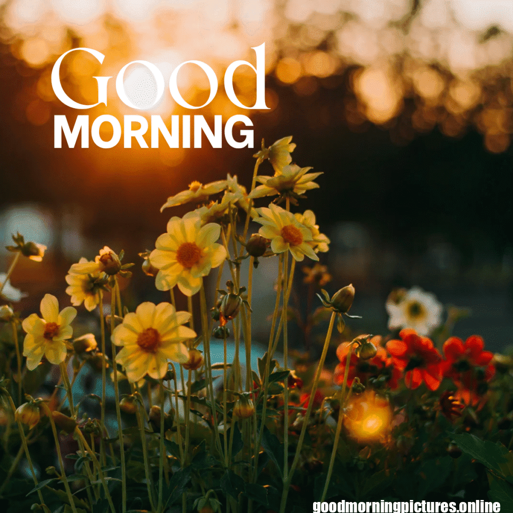 30+ Sunflower Good Morning Images for flower lover in 2025 18 Fresh Sunflower Good Morning Photos