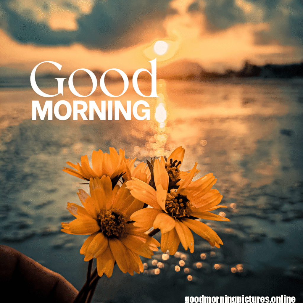 30+ Sunflower Good Morning Images for flower lover in 2025 19 Lovely Sunflower Good Morning Pic