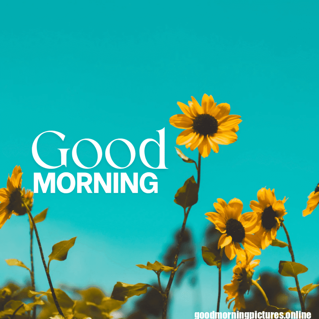 30+ Sunflower Good Morning Images for flower lover in 2025 20 Lovely Sunflower Good Morning Pic