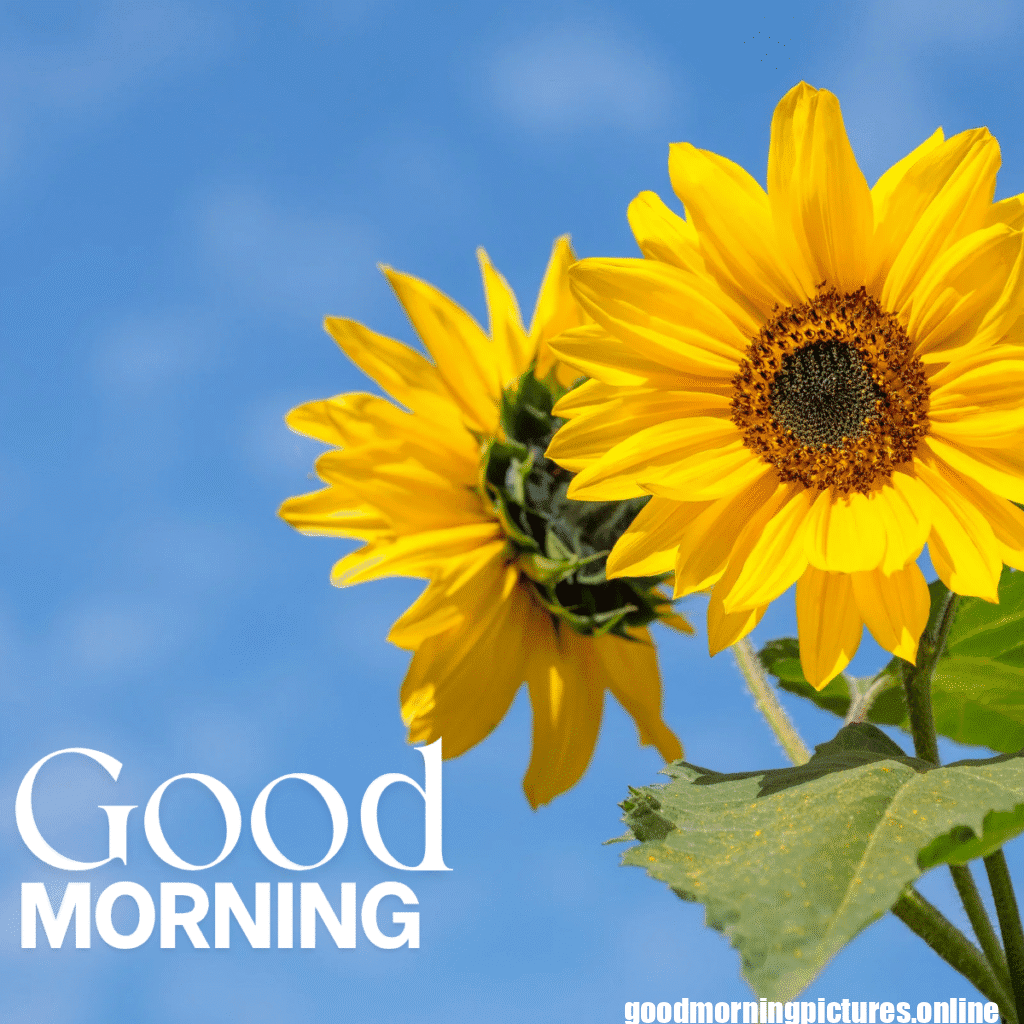 30+ Sunflower Good Morning Images for flower lover in 2025 21 Lovely Sunflower Good Morning Pic
