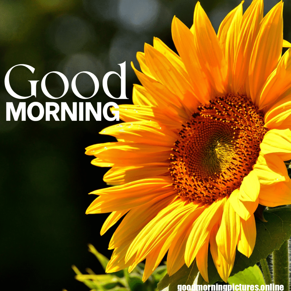 30+ Sunflower Good Morning Images for flower lover in 2025 23 Lovely Sunflower Good Morning Pic