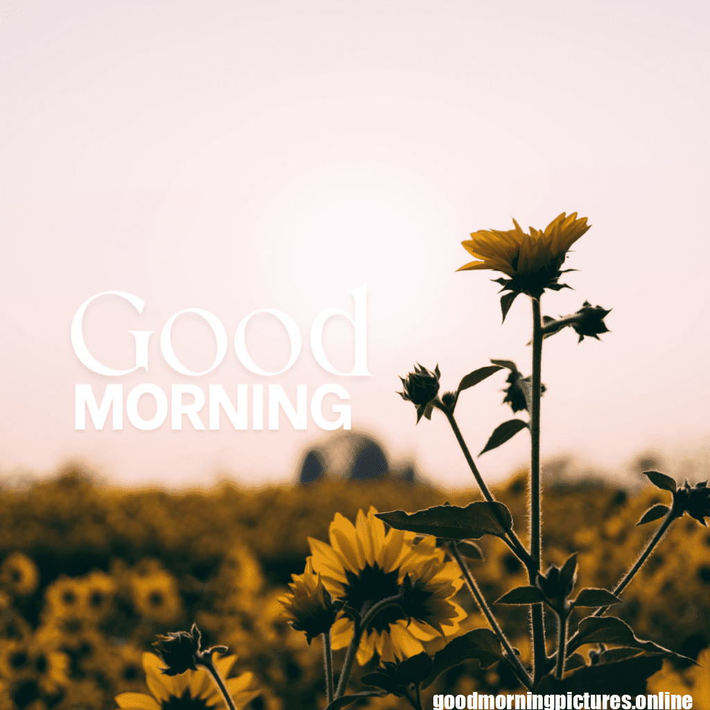 30+ Sunflower Good Morning Images for flower lover in 2025 25 Lovely Sunflower Good Morning Pic