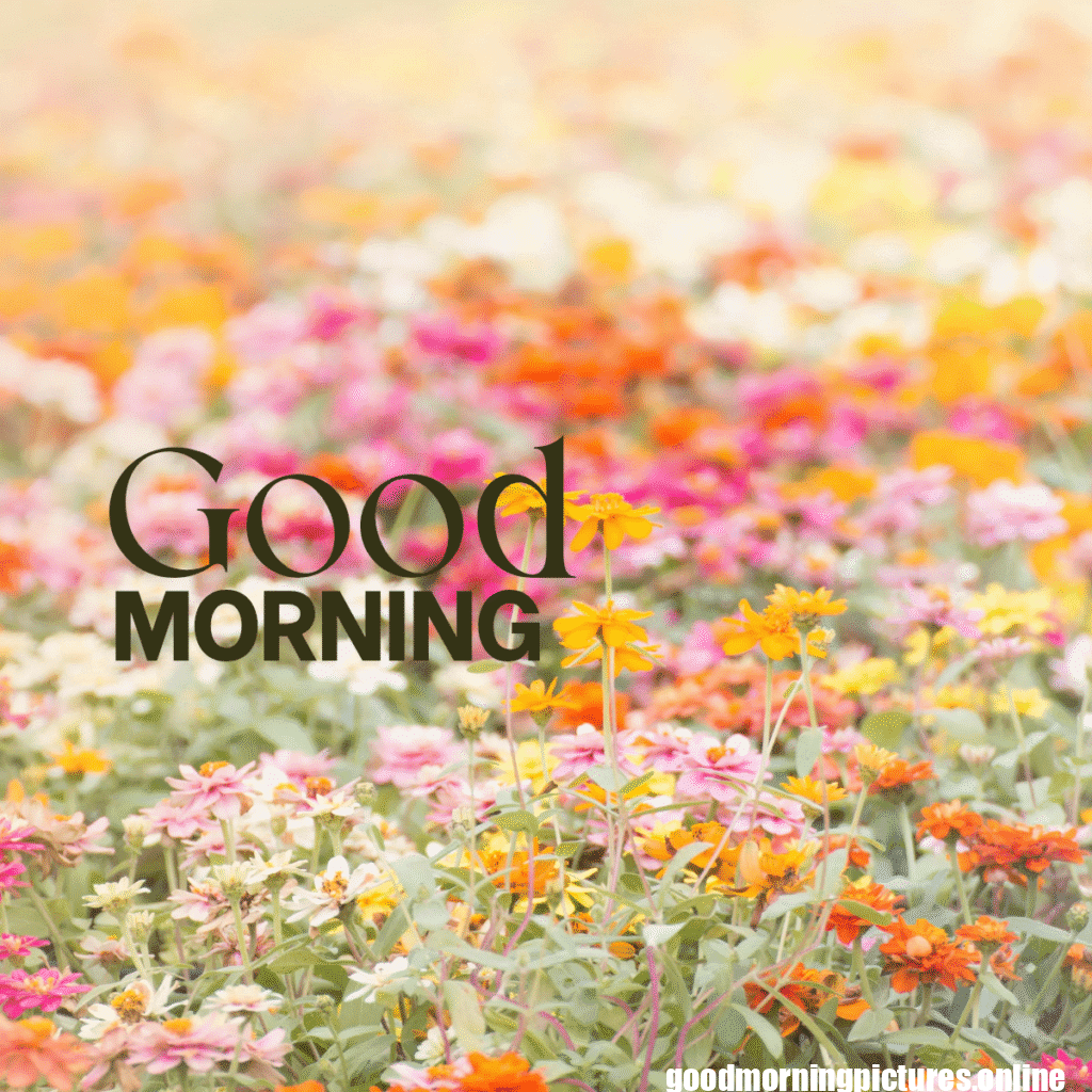 30+ Sunflower Good Morning Images for flower lover in 2025 28 Lovely Sunflower Good Morning Pic