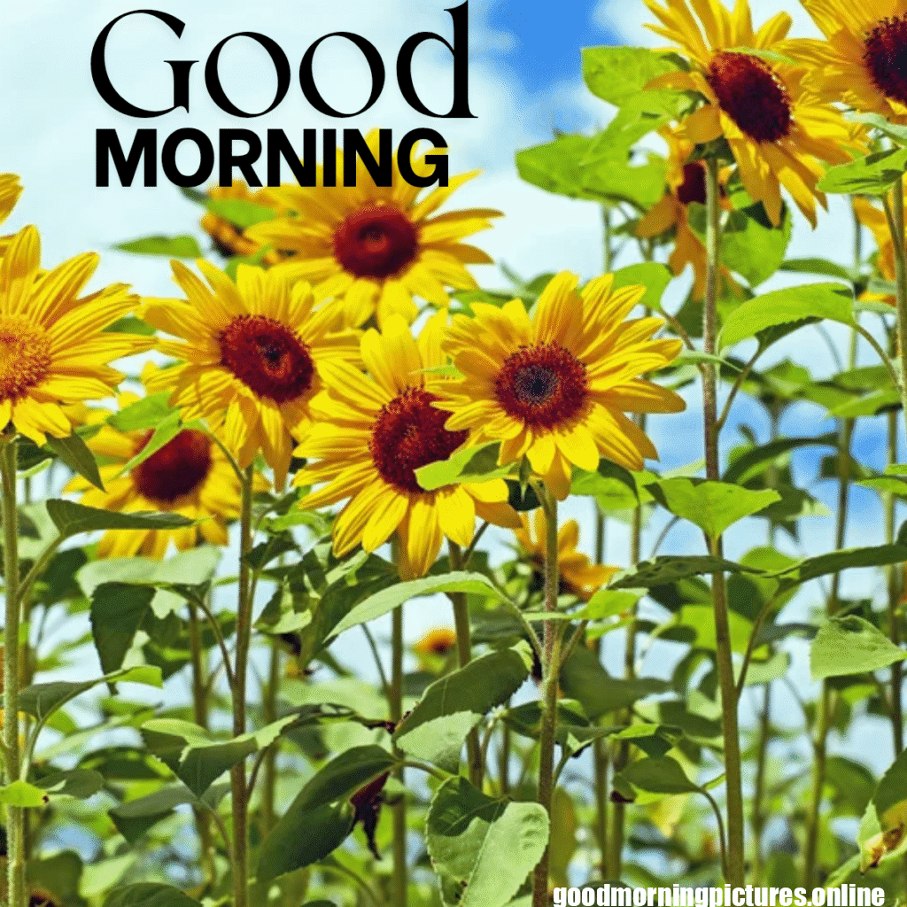 30+ Sunflower Good Morning Images for flower lover in 2025 29 Good Morning Sunshine and Sunflower