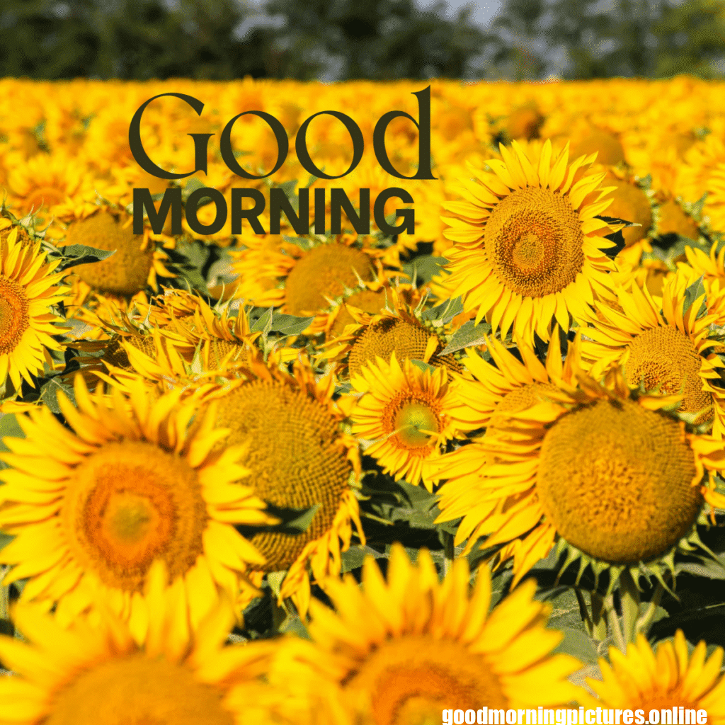 30+ Sunflower Good Morning Images for flower lover in 2025 31 Good Morning Sunshine and Sunflower