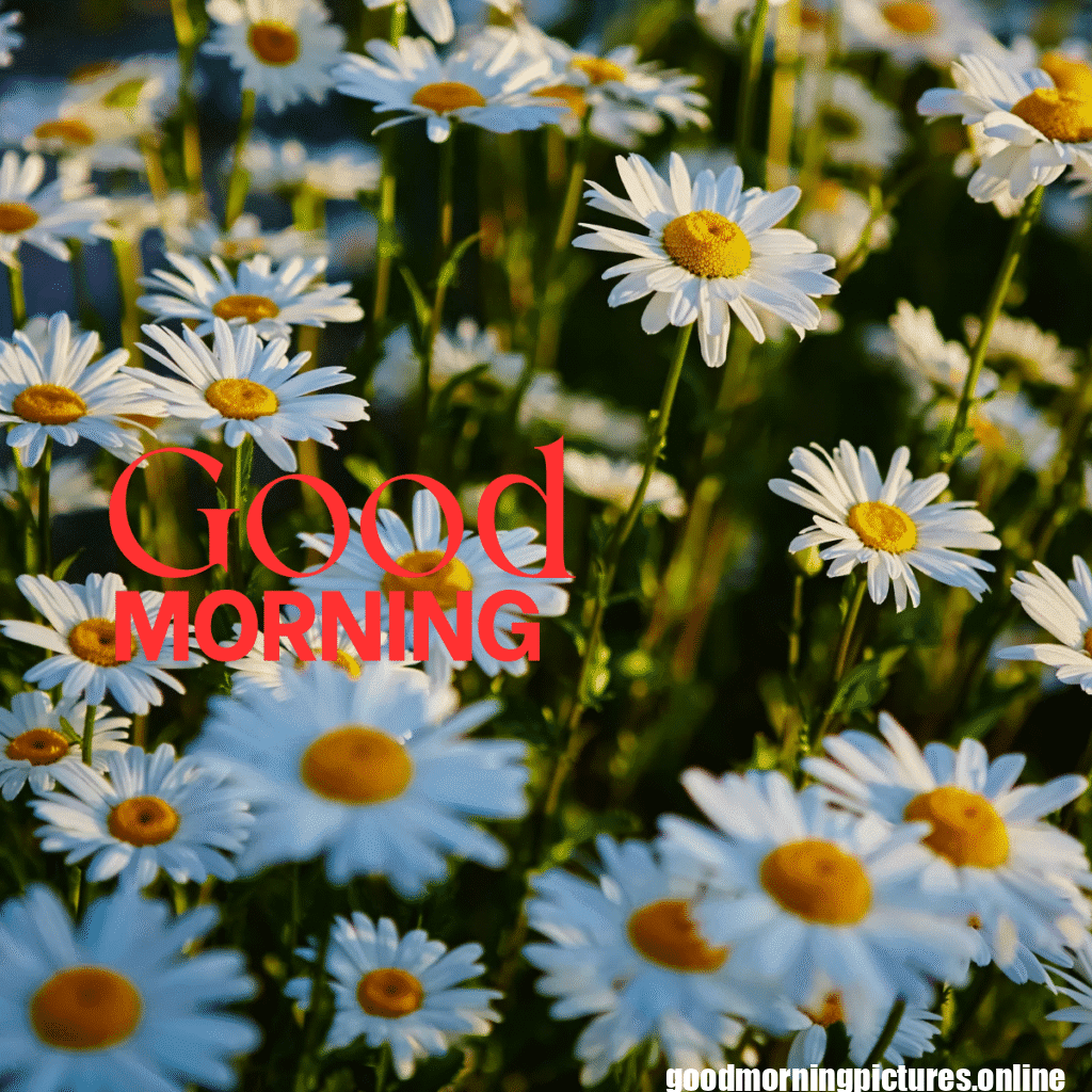 30+ Sunflower Good Morning Images for flower lover in 2025 32 Good Morning Sunshine and Sunflower