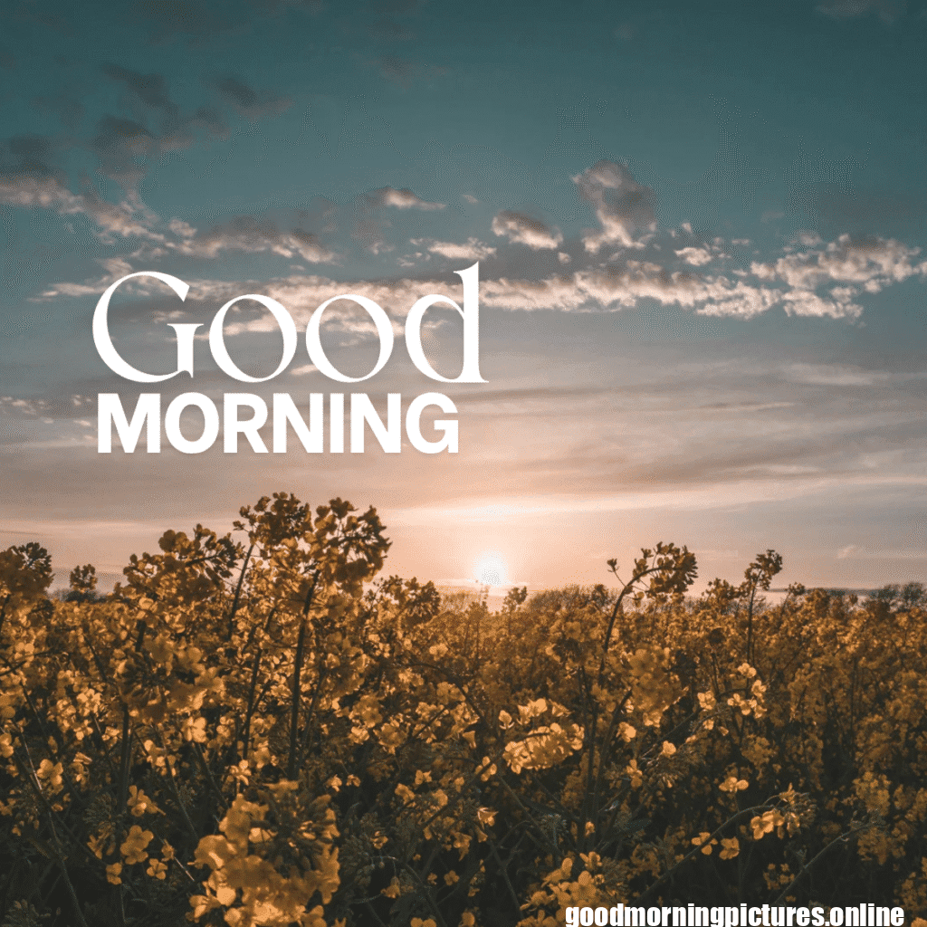 30+ Sunflower Good Morning Images for flower lover in 2025 1 Good Morning Sunflower Images