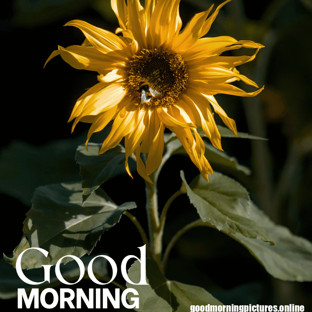 30+ Sunflower Good Morning Images for flower lover in 2025 2 Good Morning Sunflower Images