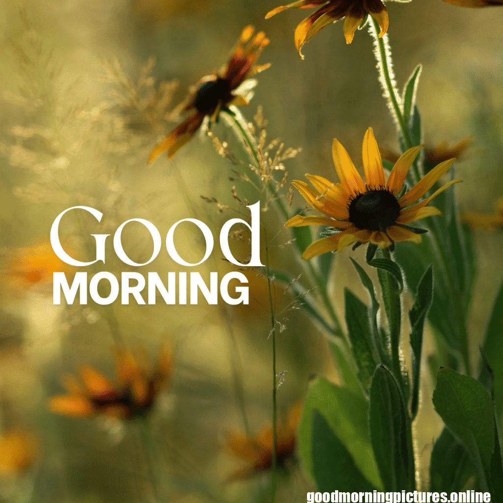 30+ Sunflower Good Morning Images for flower lover in 2025 3 Good Morning Sunflower Images