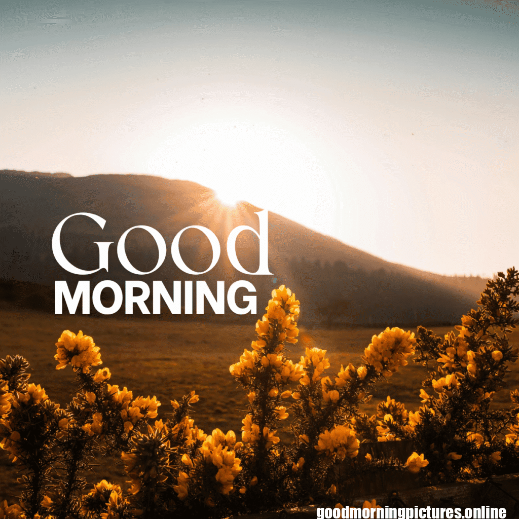 30+ Sunflower Good Morning Images for flower lover in 2025 10 Good Morning Sunflower Images