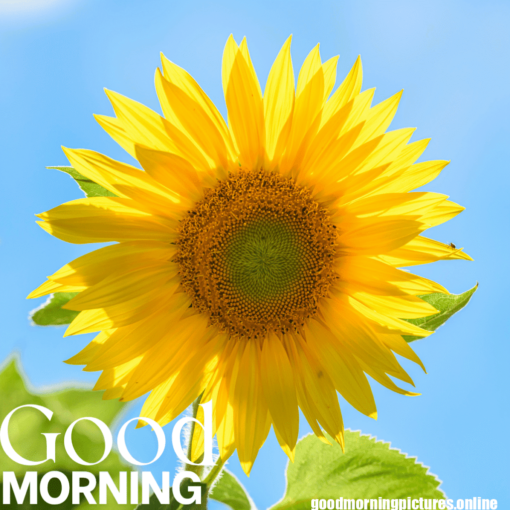30+ Sunflower Good Morning Images for flower lover in 2025 11 Good Morning Sunflower Images