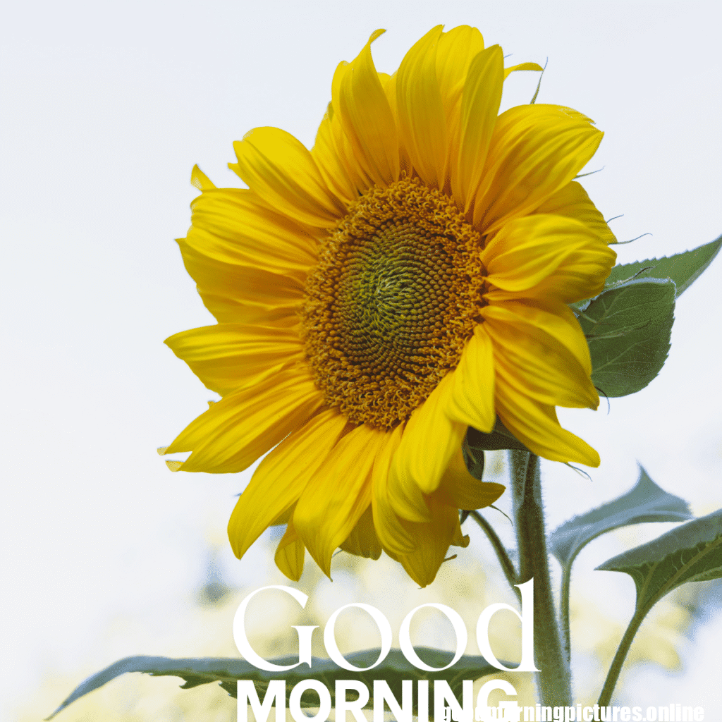 30+ Sunflower Good Morning Images for flower lover in 2025 12 Good Morning Sunflower Images