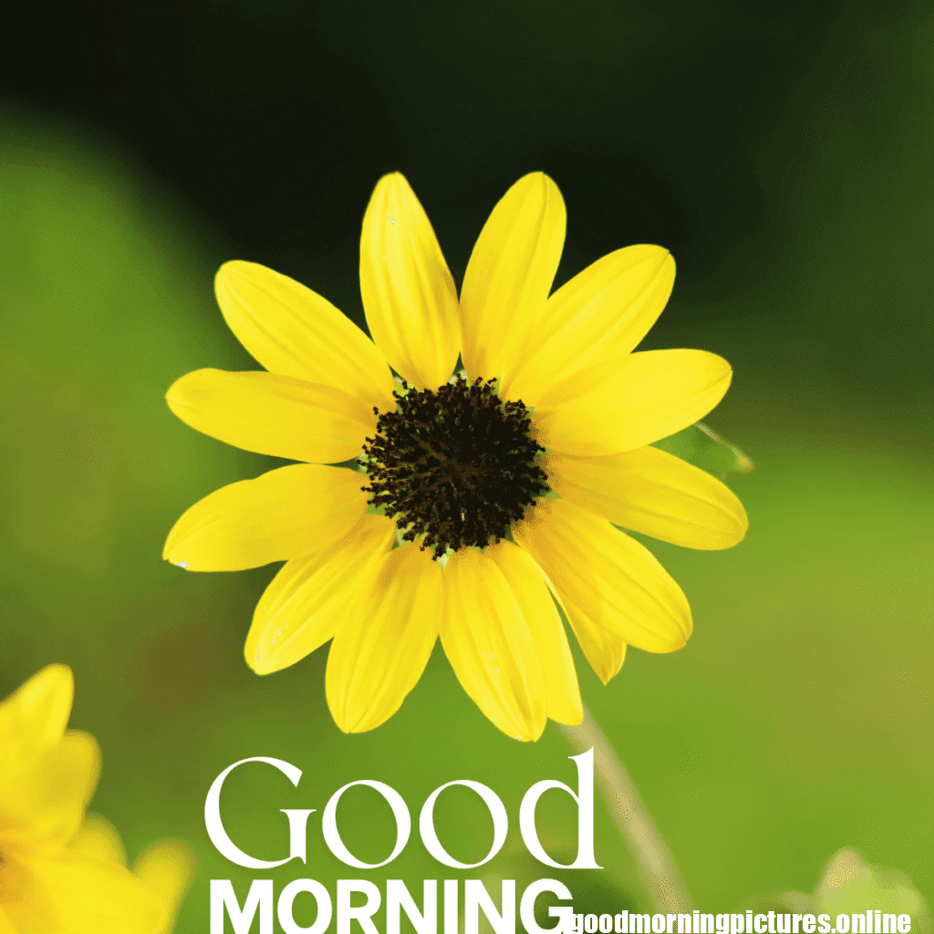 30+ Sunflower Good Morning Images for flower lover in 2025 13 Good Morning Sunflower Images