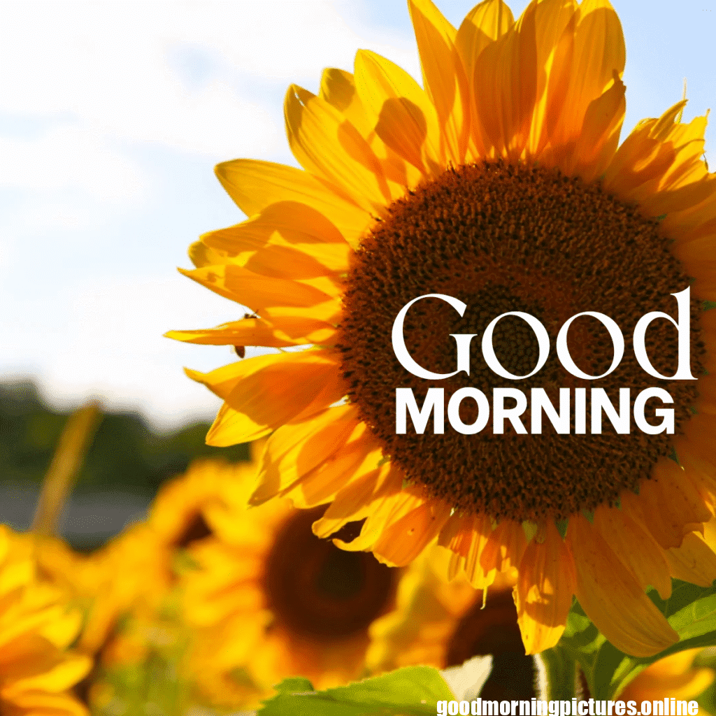 30+ Sunflower Good Morning Images for flower lover in 2025 14 Good Morning Sunflower Images