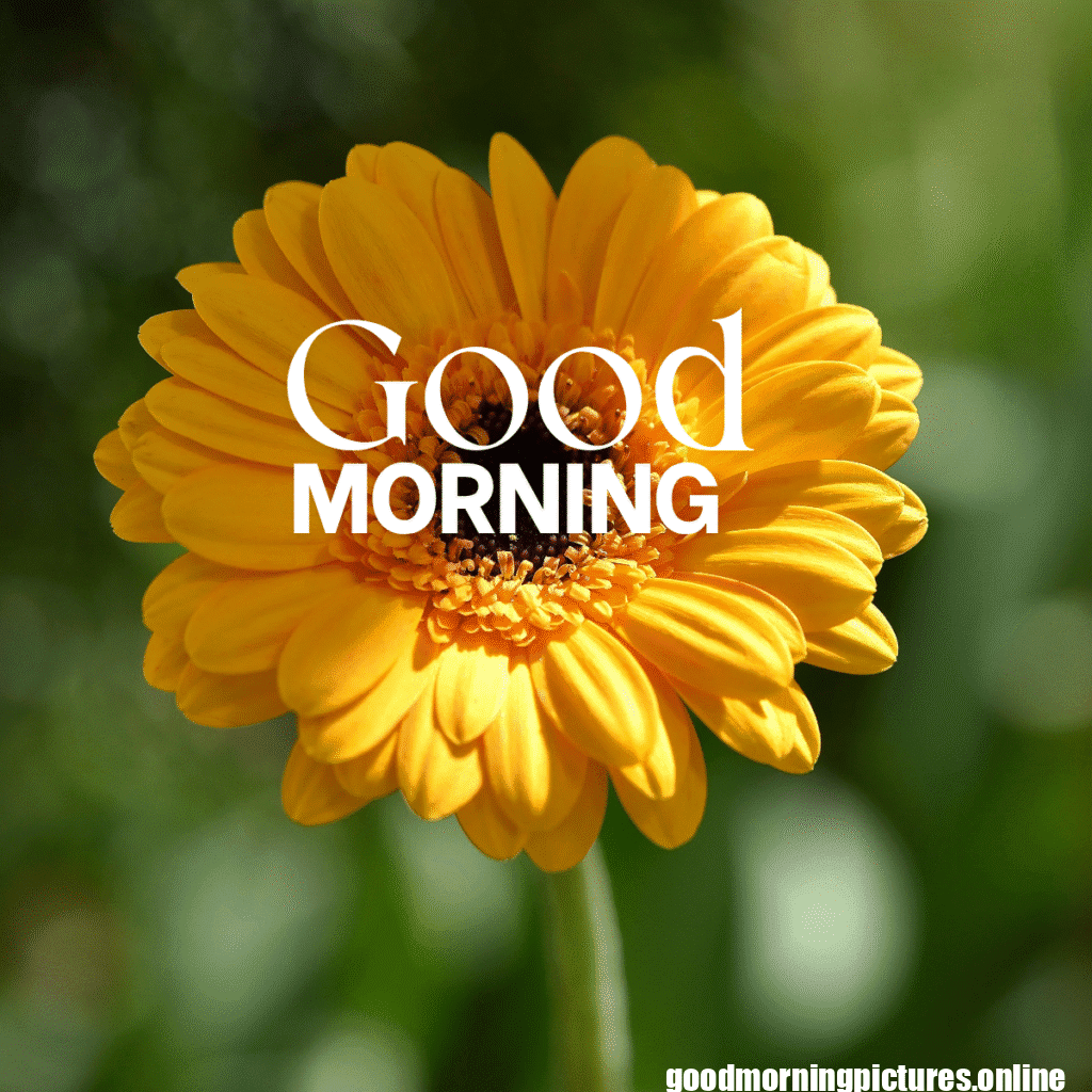 30+ Sunflower Good Morning Images for flower lover in 2025 16 Fresh Sunflower Good Morning Photos