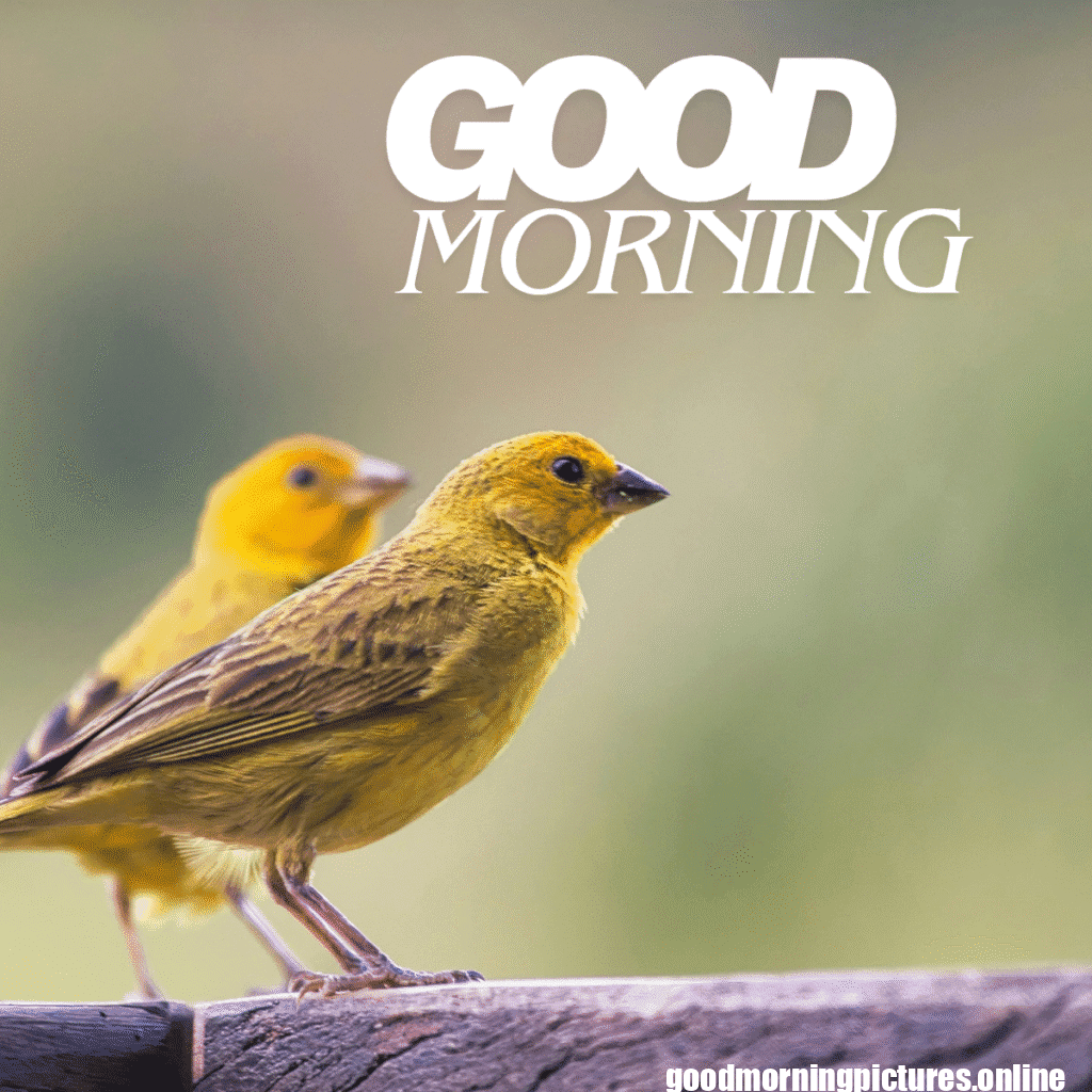 Good Morning Birds Images for feel happy 22 sunrise birds good morning