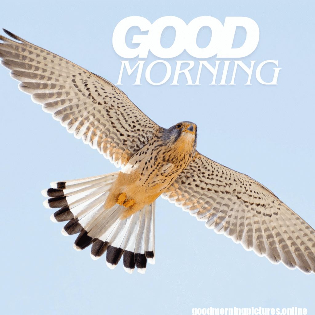 Good Morning Birds Images for feel happy 23 sunrise birds good morning