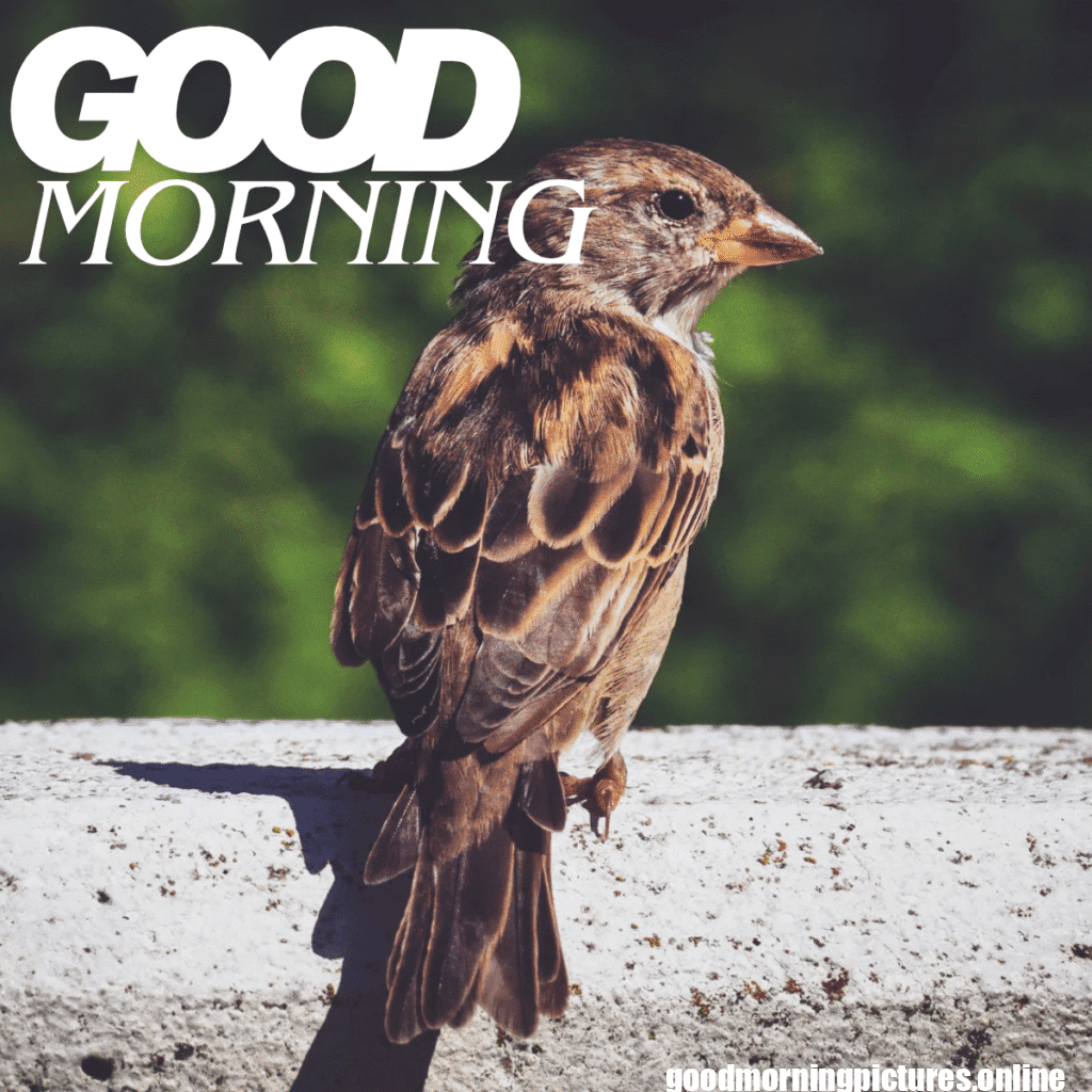 Good Morning Birds Images for feel happy 25 sunrise birds good morning