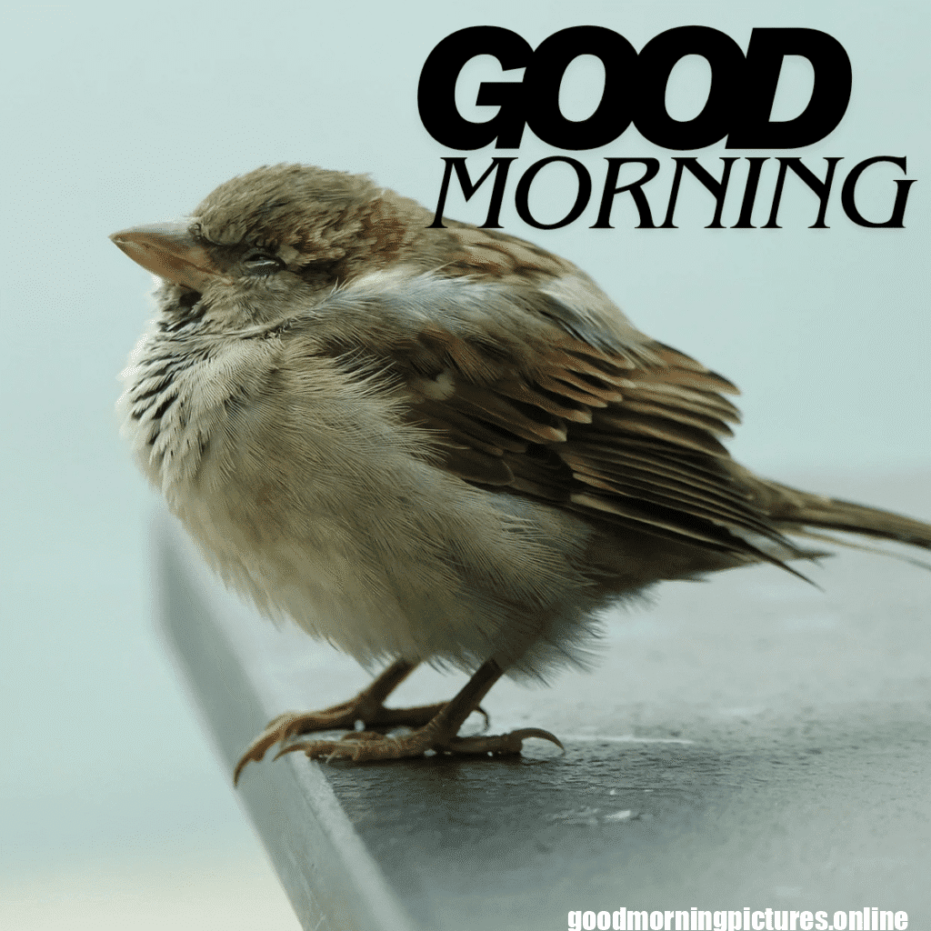 Good Morning Birds Images for feel happy 26 sunrise birds good morning