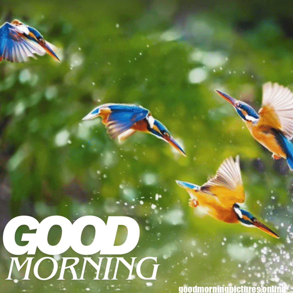 Good Morning Birds Images for feel happy 27 sunrise birds good morning
