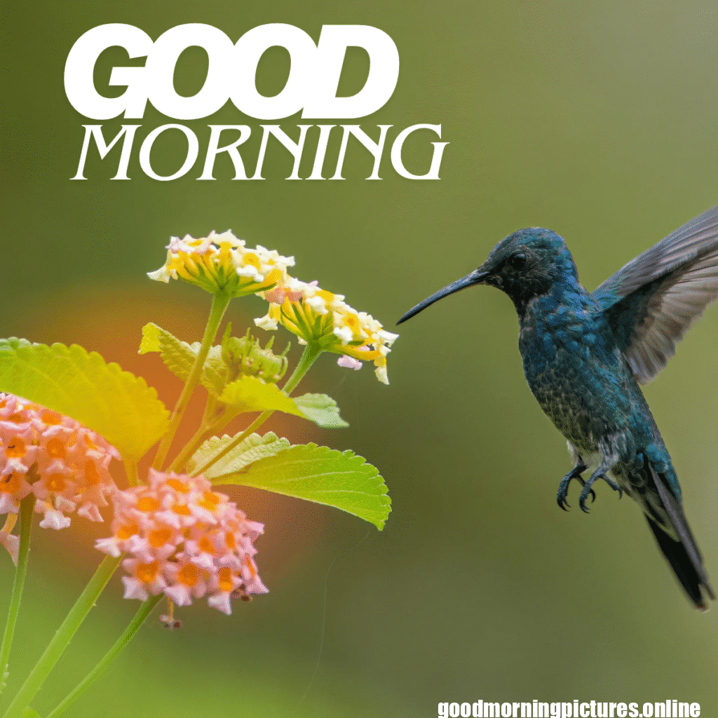 Good Morning Birds Images for feel happy 28 sunrise birds good morning