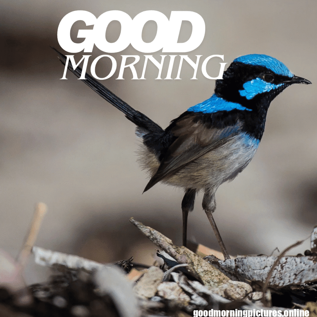 Good Morning Birds Images for feel happy 2 good morning bird wallpaper