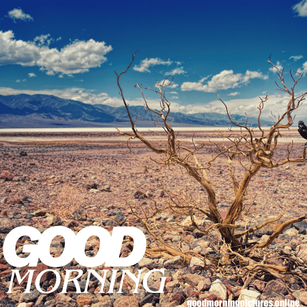 Good Morning Birds Images for feel happy 3 good morning bird wallpaper