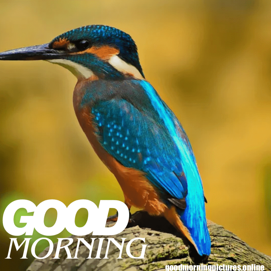 Good Morning Birds Images for feel happy 5 good morning bird wallpaper