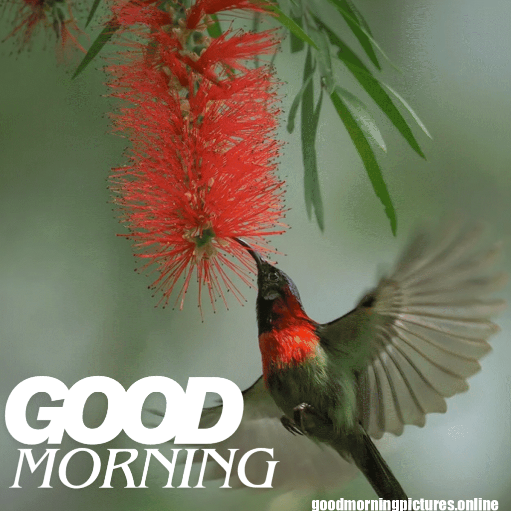 Good Morning Birds Images for feel happy 6 good morning bird wallpaper
