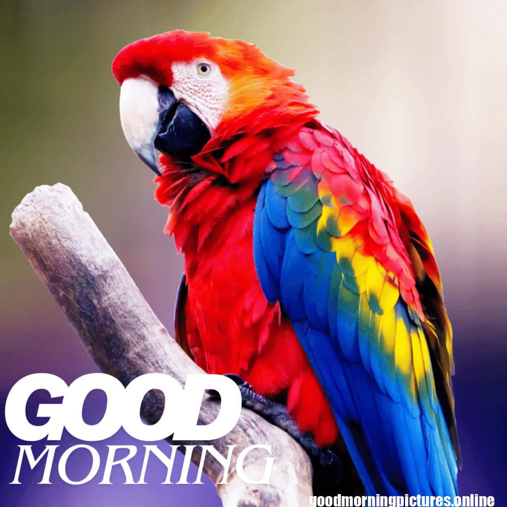Good Morning Birds Images for feel happy 8 good morning sparrow images