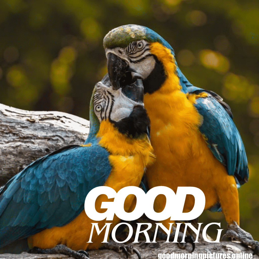 Good Morning Birds Images for feel happy 9 good morning sparrow images