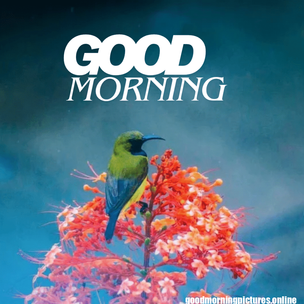 Good Morning Birds Images for feel happy 10 good morning sparrow images