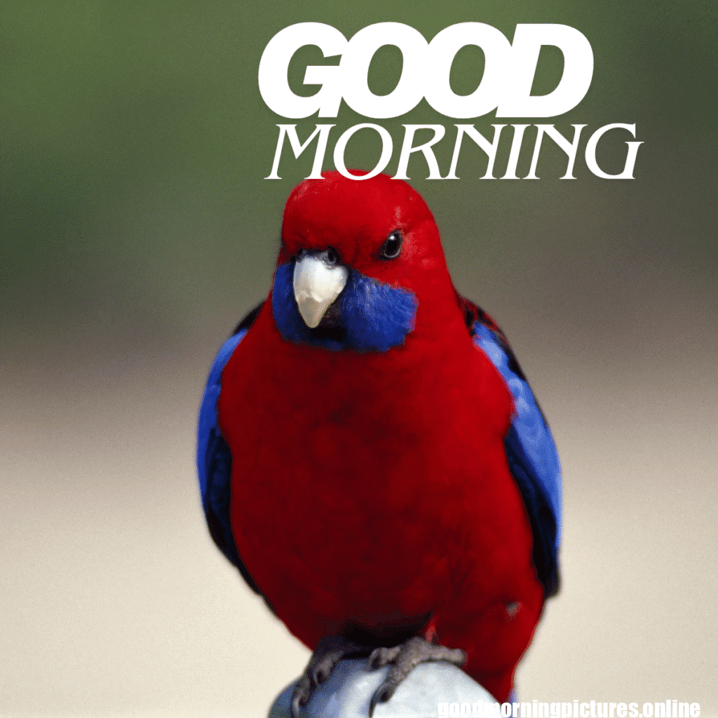 Good Morning Birds Images for feel happy 11 good morning sparrow images