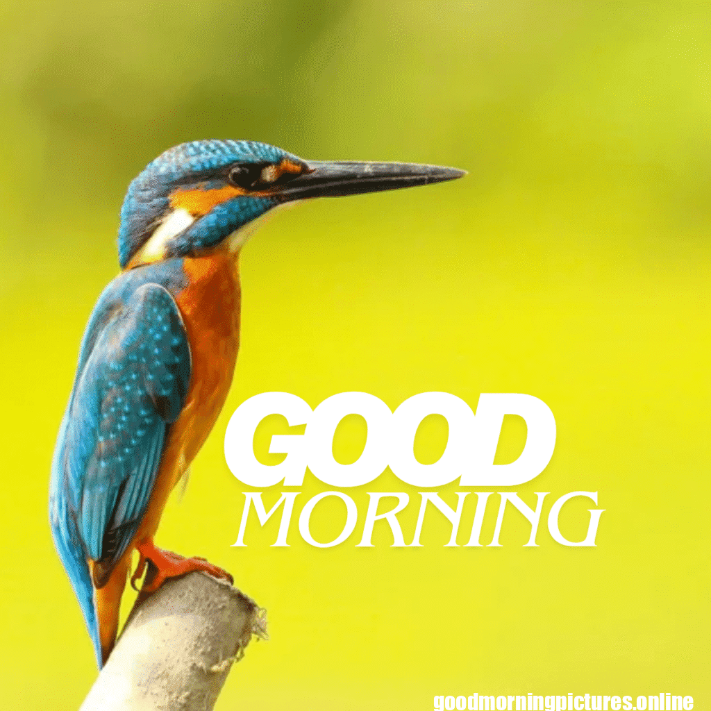 Good Morning Birds Images for feel happy 13 good morning love birds images