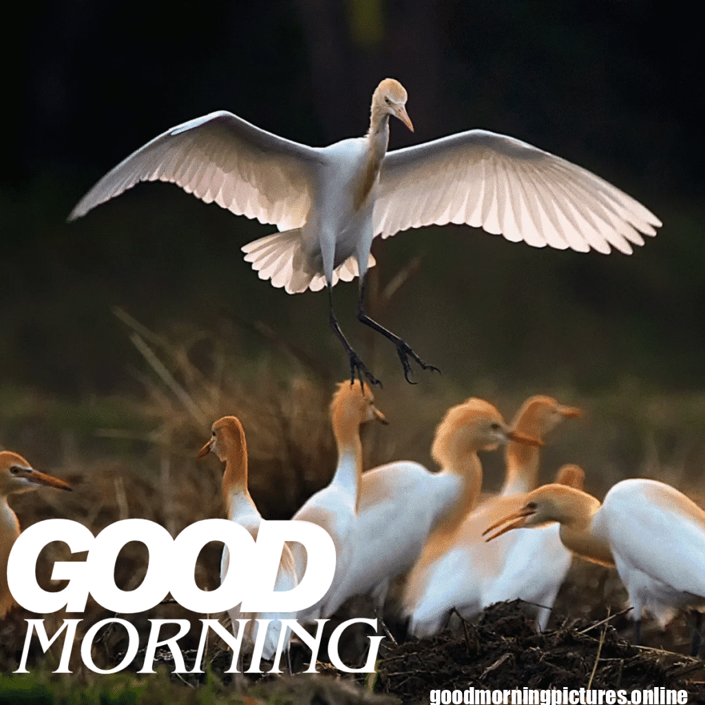Good Morning Birds Images for feel happy 14 good morning love birds images